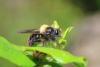 301479 – Photo : Daniel INGREMEAU – France (36)